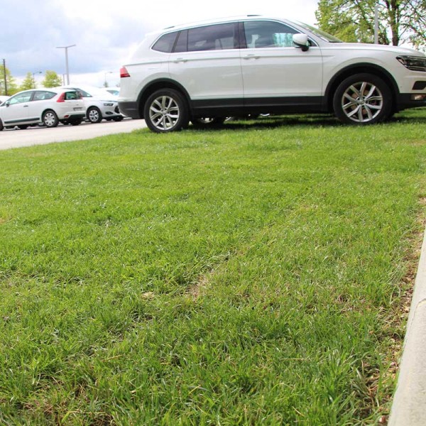 Nidagrass NG040, grün